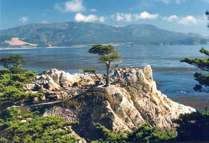 The lone cypress